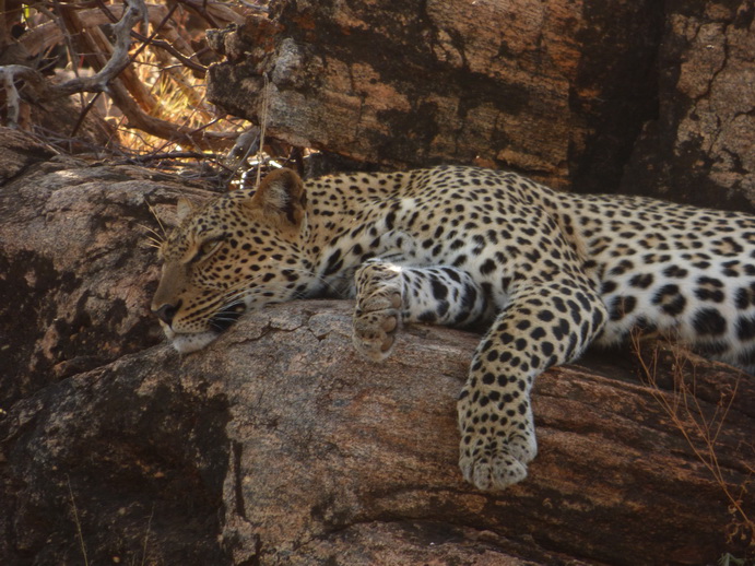 Samburu Nationalpark Chui Leopard Lepard