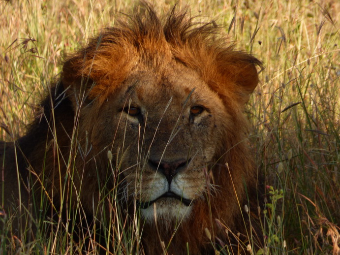 Sweetwaters  Kenia  National Park Hotel Sweetwaters Serena Camp, Mount Kenya National Park simba