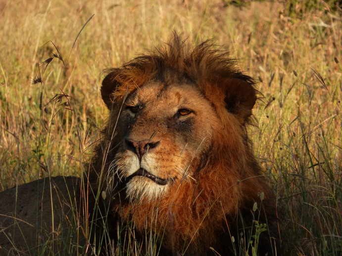 Sweetwaters  Kenia  National Park Hotel Sweetwaters Serena Camp, Mount Kenya National Park simba