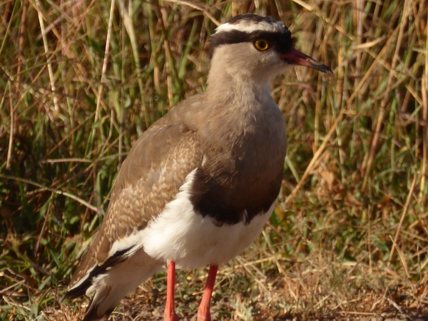 Sweetwaters  Kenia  National Park Hotel Sweetwaters Serena Camp, Mount Kenya National Park lapwing