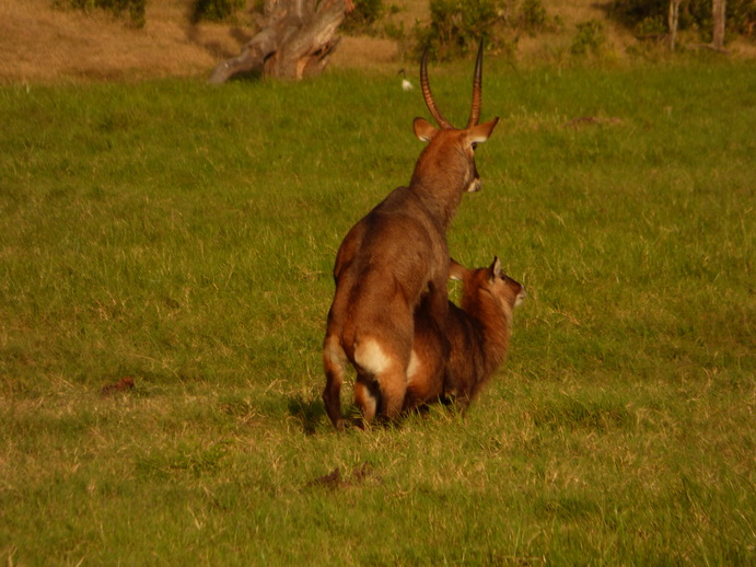  Sweetwaters Serena Camp, Mount Kenya National Park: making  little waterbock  waterbocklove