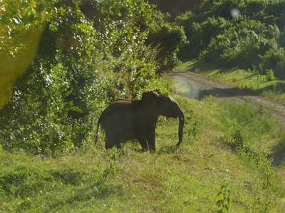 Tembo Elefant 