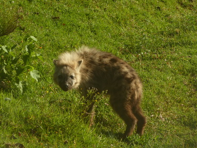 berdare National ParkThe Ark Hyäne Hyena Fisi