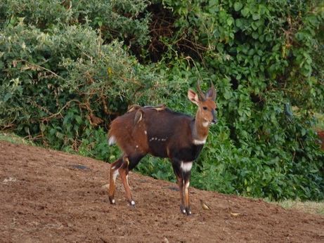 The Ark  in Kenia Aberdare National Park Bushbock 