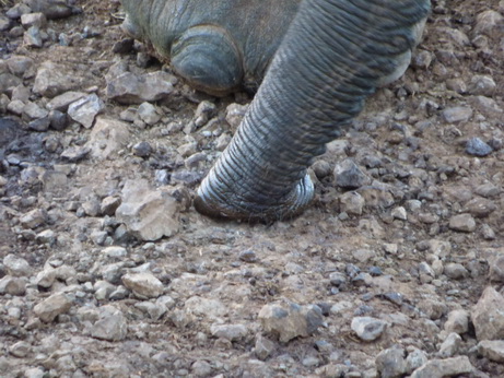   The Ark  in Kenia Aberdare National Park The Ark  in Kenia Aberdare National Park Tembo Elefant  SaltlickThe Ark  in Kenia Aberdare National Park The Ark  in Kenia Aberdare National Park Tembo Elefant 