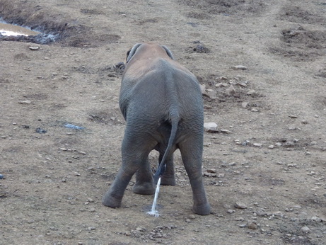   The Ark  in Kenia Aberdare National Park The Ark  in Kenia Aberdare National Park Tembo Elefant  SaltlickThe Ark  in Kenia Aberdare National Park The Ark  in Kenia Aberdare National Park Tembo Elefant 