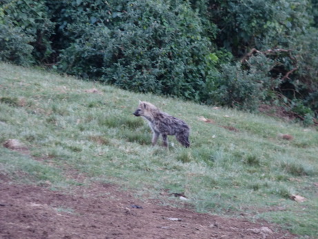 The Ark  in Kenia Aberdare National ParkThe Ark Hyäne Hyena Fisi