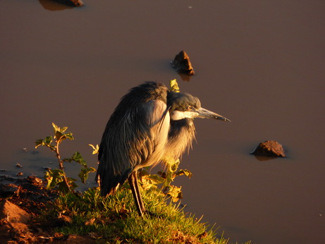 The Ark  in Kenia Aberdare National Park Bushbock heron