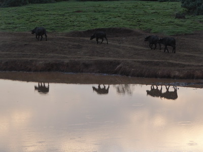 Buffalo  The Ark  in Kenia Aberdare National Park