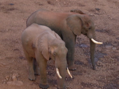 The Ark  in Kenia Aberdare National Park tembo Elefant 