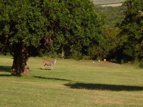 Aberdare Country Club eland