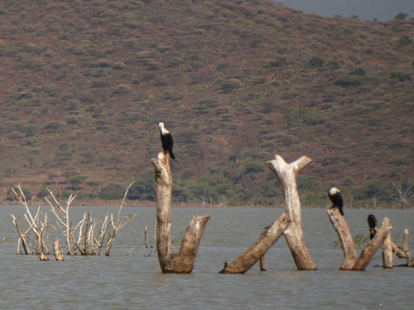  Kenia  Lake Baringo Island Camp