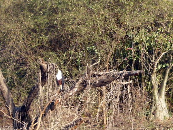  Kenia  Lake Baringo Island Camp Boatsafari