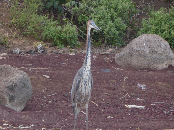  Kenia  Lake Baringo Island Camp Goliath Heron