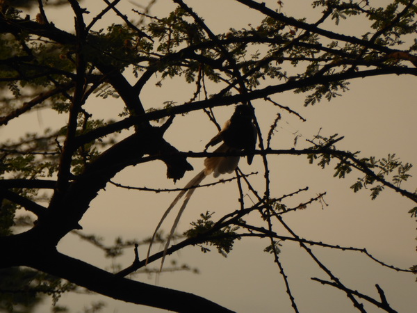  Paradiseflycater paradise flycatcher Paradiesschnäpper