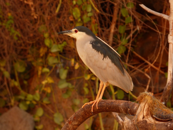  Kenia  Lake Baringo Island Camp Sunrise heron