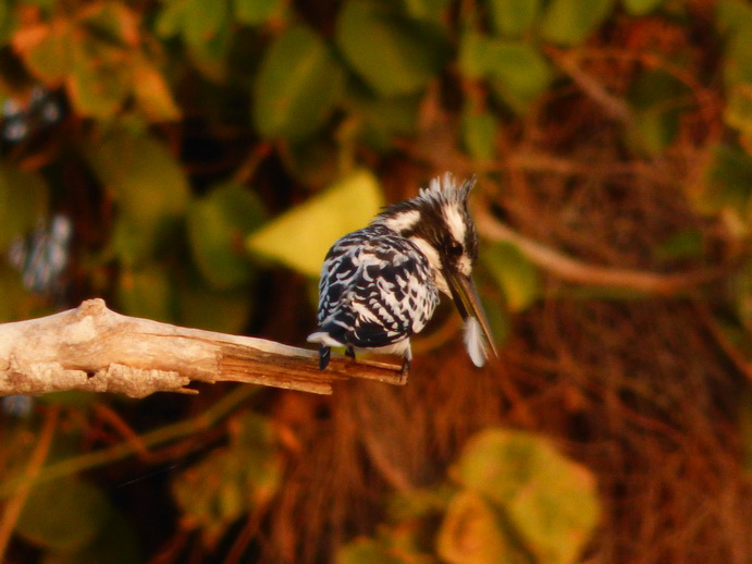  Kenia  Lake Baringo Island Camp Sunrise Kingfisher with a litte Fisgh