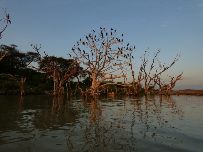  Kenia  Lake Baringo Island Camp Cormorantree