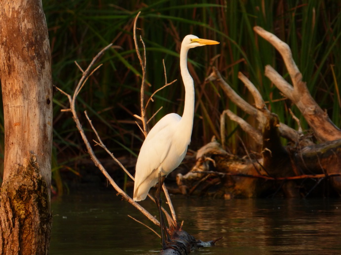  Kenia  Lake Baringo Island Camp Cormorantree Heron