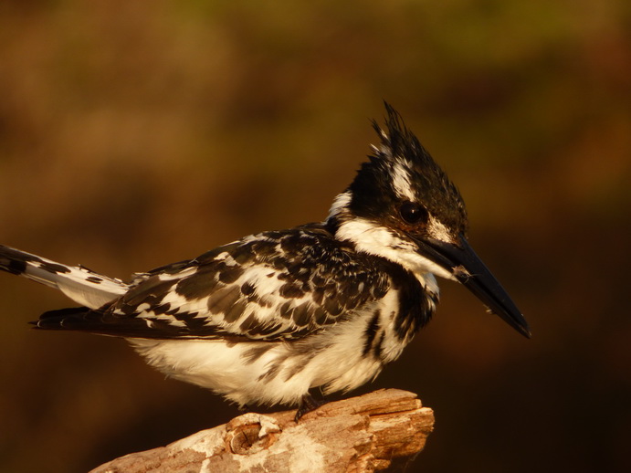  Kenia  Lake Baringo Island Camp White Heron Kingfisher Eisvogel