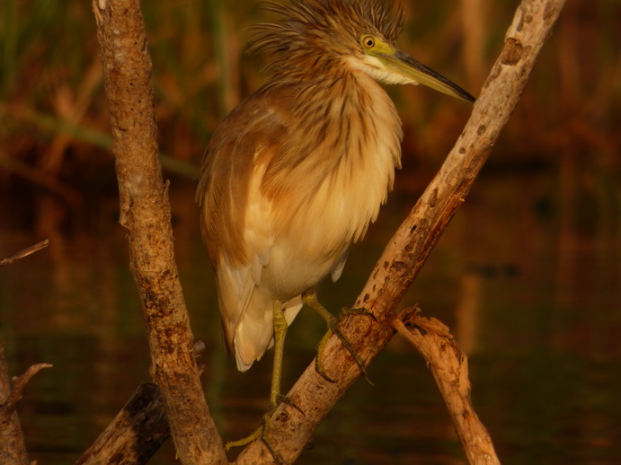  Kenia  Lake Baringo Island Camp heron