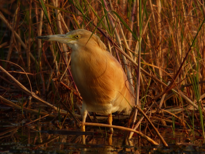  Kenia  Lake Baringo Island Camp White Heron