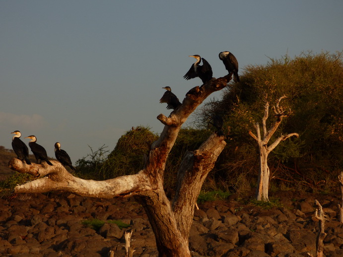  Kenia  Lake Baringo Island Camp Kormorantree