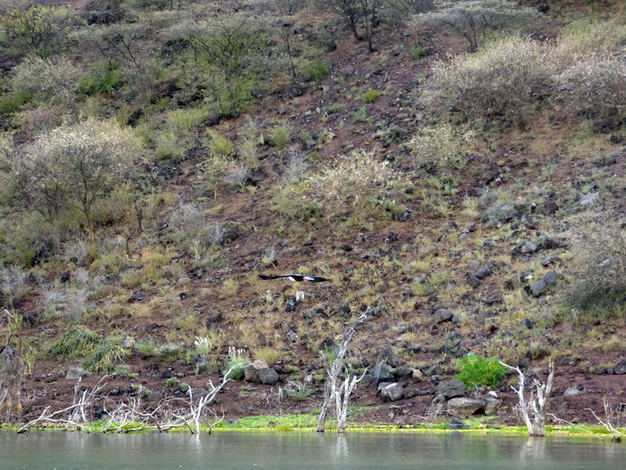 Kenia  Lake Baringo Island Camp Fisheagel 