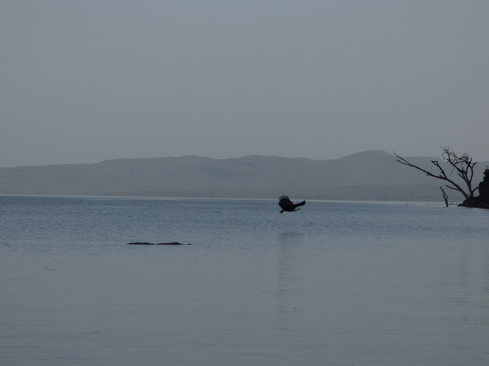 Kenia  Lake Baringo Island Camp Fisheagel catching the Fish