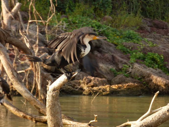  Kenia  Lake Baringo Kormoran