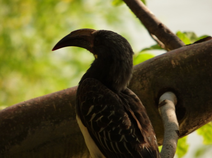  Kenia  Lake Baringo Hornbill