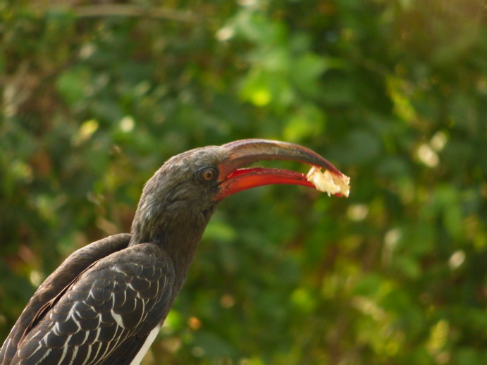  Kenia  Lake Baringo Hornbill