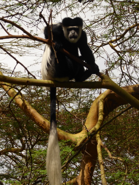    Kenia   Elsamere Naivasha Kenia   Elsamere Naivasha