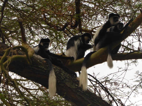    Kenia   Elsamere Naivasha Kenia   Elsamere Naivasha