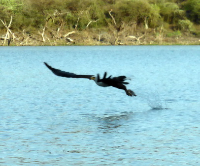  Kenia  Lake Baringo Island Camp Fisheagel catching the Fish