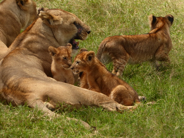   Masai Mara  Simba Löwe Löwen Löwin LöwenjungeMasai Mara  Simba Löwe Löwen Löwin Löwenjunge