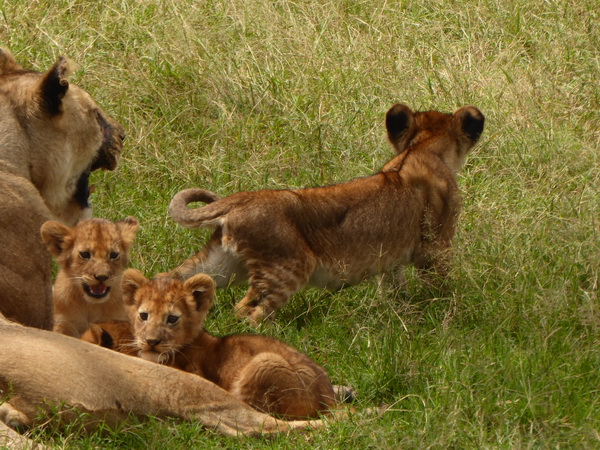   Masai Mara  Simba Löwe Löwen Löwin LöwenjungeMasai Mara  Simba Löwe Löwen Löwin Löwenjunge