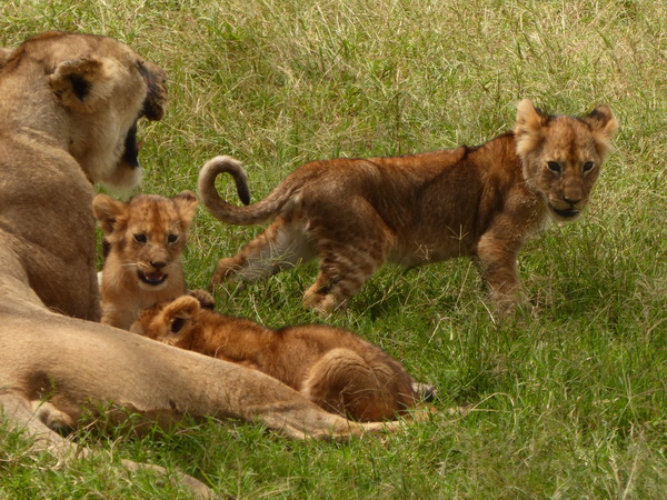   Masai Mara  Simba Löwe Löwen Löwin LöwenjungeMasai Mara  Simba Löwe Löwen Löwin Löwenjunge