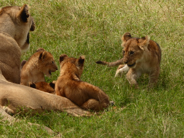   Masai Mara  Simba Löwe Löwen Löwin LöwenjungeMasai Mara  Simba Löwe Löwen Löwin Löwenjunge