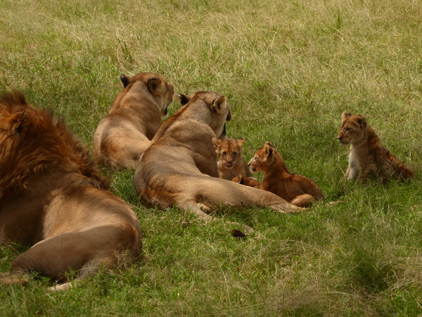   Masai Mara  Simba Löwe Löwen Löwin LöwenjungeMasai Mara  Simba Löwe Löwen Löwin Löwenjunge