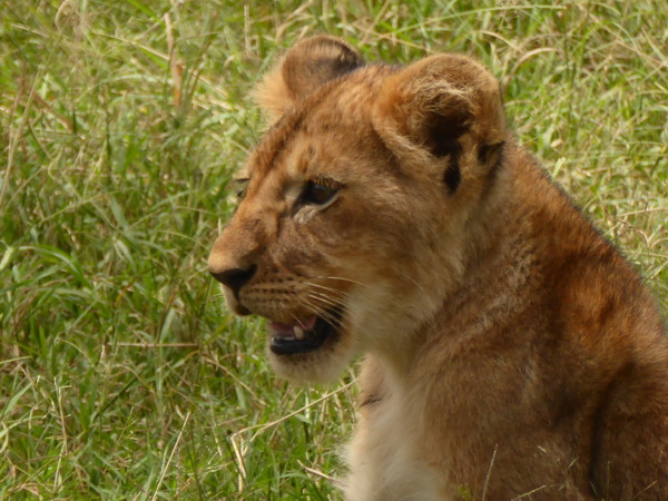   Masai Mara  Simba Löwe Löwen Löwin LöwenjungeMasai Mara  Simba Löwe Löwen Löwin Löwenjunge