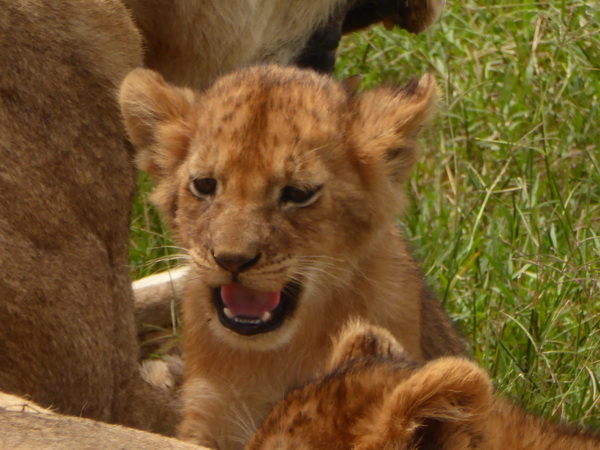   Masai Mara  Simba Löwe Löwen Löwin LöwenjungeMasai Mara  Simba Löwe Löwen Löwin Löwenjunge