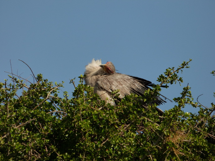 Sekretär Vogel 