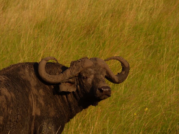  Masai Mara  Nyati Buffalo Big Bugs Party Masai Mara  Masai Mara  Nyati Buffalo