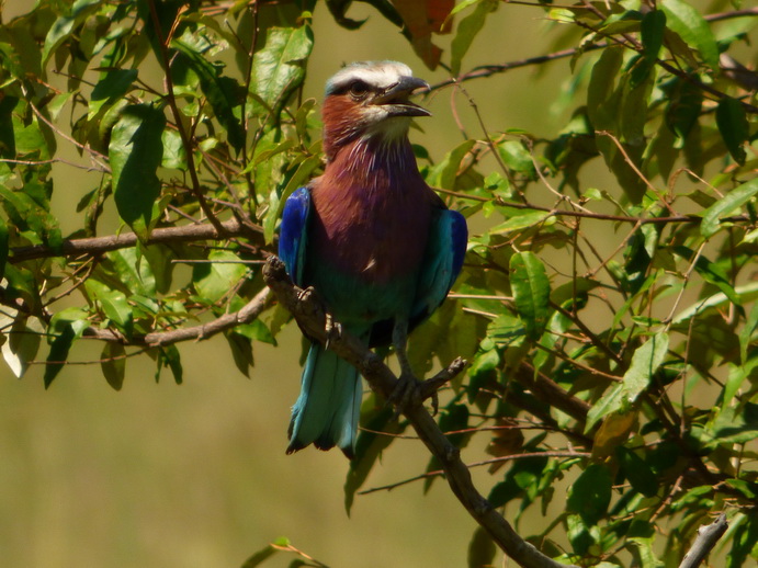   Masai Mara  lilac Breasted RollerMasai Mara  lilac Breasted Roller 