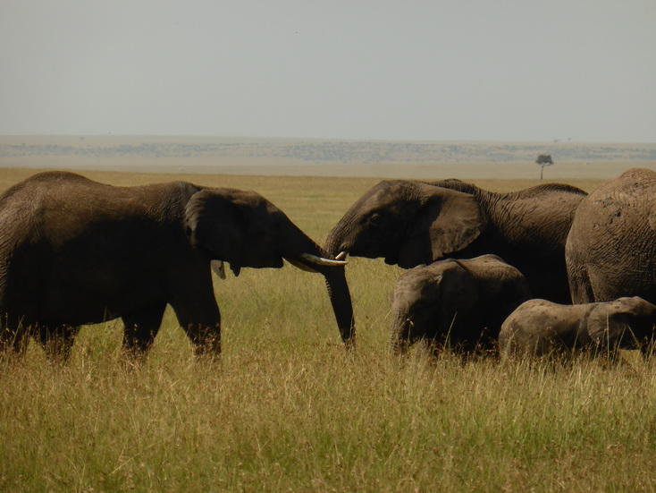 Masai Mara  Tembo dogo kleiner Elefant