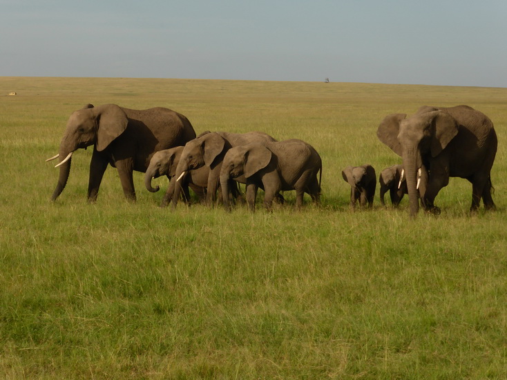 Masai Mara  Tembo dogo kleiner Elefant