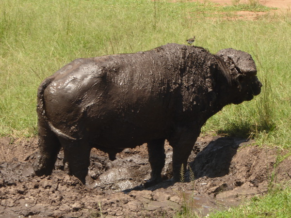   Masai Mara  Nyati BuffaloMasai Mara  Masai Mara  Nyati Buffalo