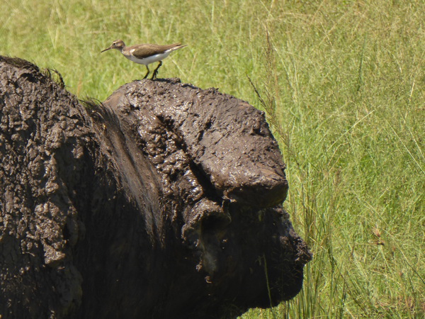   Masai Mara  Nyati BuffaloMasai Mara  Masai Mara  Nyati Buffalo