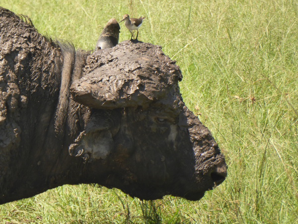   Masai Mara  Nyati BuffaloMasai Mara  Masai Mara  Nyati Buffalo